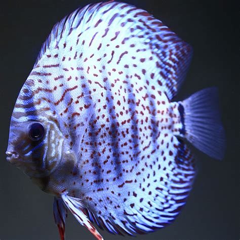 discus fish for sale florida